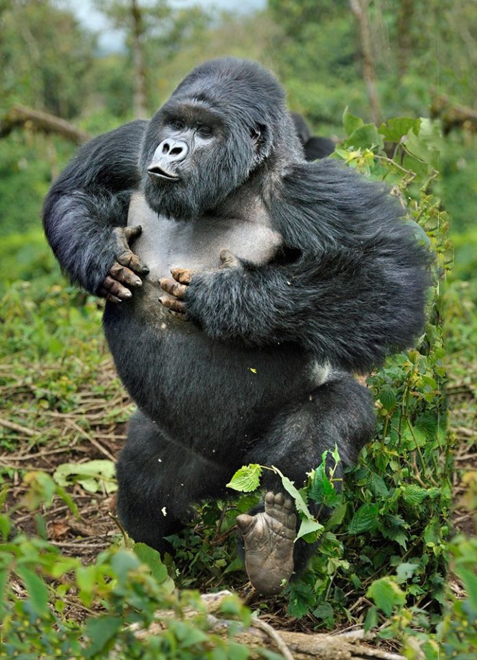 first-time gorilla trekking guide